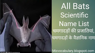 Bats species name list