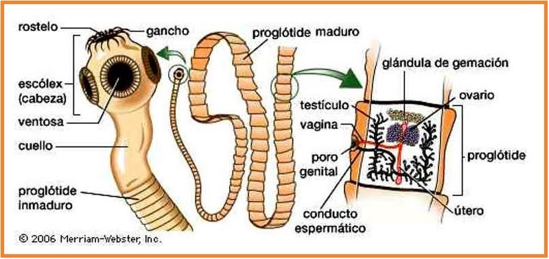 BIOLOGI GONZAGA: KLASIFIKASI INVERTEBRATA