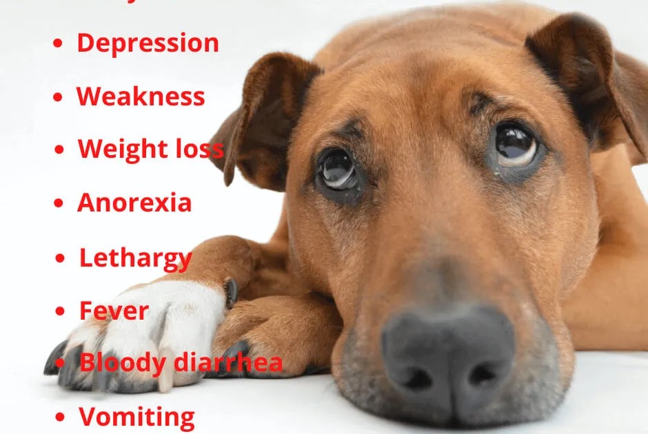 Parvo symptoms in puppies