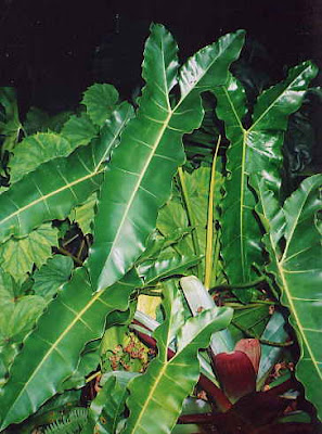 Philodendron Williamsii