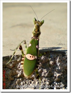 Jeweled Flower Mantis  (Creobroter gemmatus)