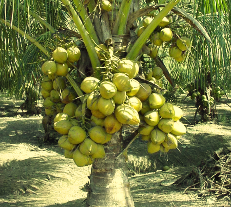 jual bibit kelapa puyuh unggul harga murah berasal dari pembiakan tunas buah Punung