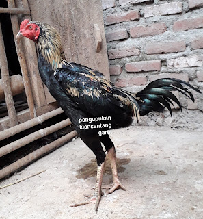 Ayam bangkok super, jual ayam bangkok, ayam burma f1, ciri-ciri ayam burma, ayam adu garut, PPAKN, PAPAJI, web ayam bangkok, ayam pukul ko, peternak ayam bangkok