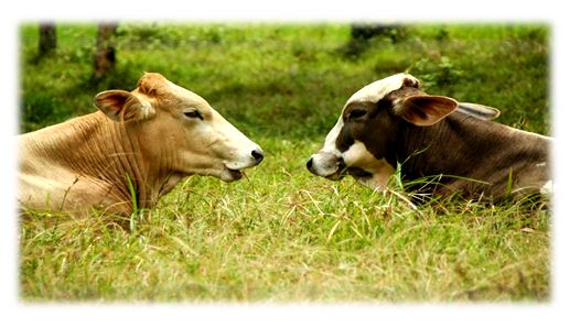 دراسة حديثة الأبقار تتواصل فيما بينها وتعبر عن الحماس والارتباط والضيق