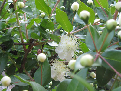 Myrtus communis