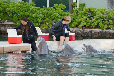 Hawaii Dolphin Encounter