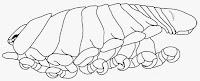 http://sciencythoughts.blogspot.co.uk/2014/09/a-parasitic-cymothoid-isopod-from.html