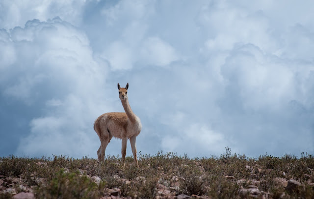 Vicuña encounter - San Antonio de los Cobres, Argentina