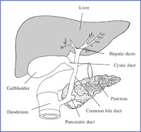 Drawing of the biliary system. The liver, gallbladder, pancreas, duodenum, and the hepatic, cystic,pancreatic, and common bile ducts are labeled.