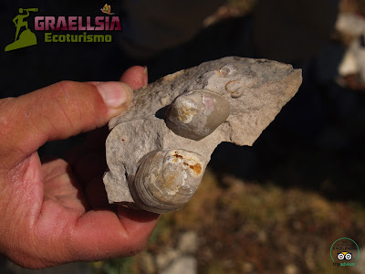 Fósiles en la Sierra de Albarracín