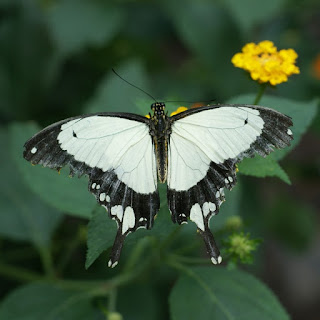 Papilio dardanus - Mouchoir volant 