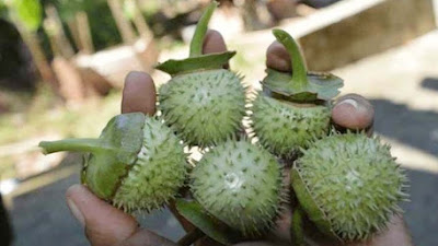 Mengonsumsi Kecubung Bisa Memicu Kematian