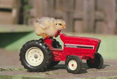 chicken driving, chicks, chicken