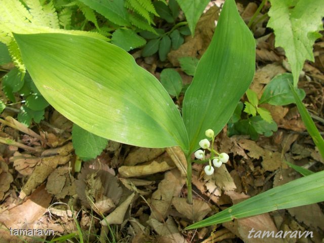 Ландыш Кейзке / Ландыш маньчжурский (Convallaria keiskei)