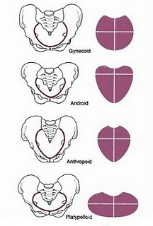 anatomi panggul  lengkap