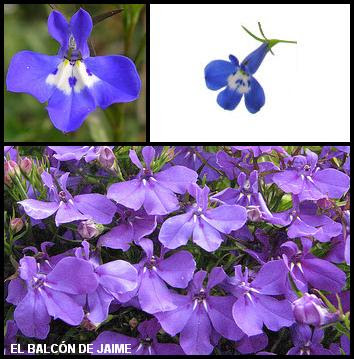 La lobelia