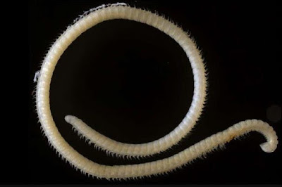 Lipan Casanova Millipede Illacme Tobini