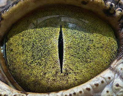 Animal eyes by Suren Manvelyan Seen On www.coolpicturegallery.us