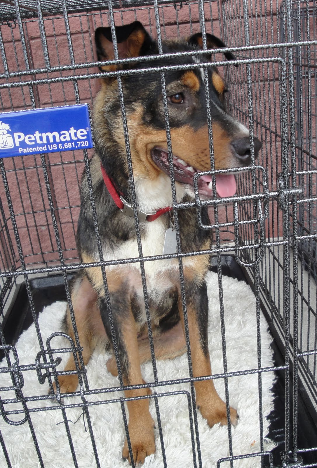 Hope's Haven Pet Rescue: Adoption Day PetSmart Hermitage 6 ...