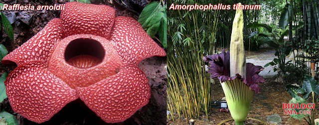 Rafflesia arnoldii dan Amorphophallus titanum