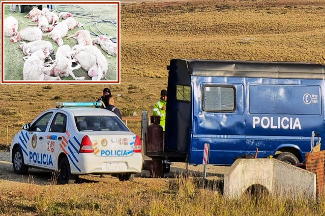 Cuatrerismo encuentran restos de al menos 10 corderos faenados