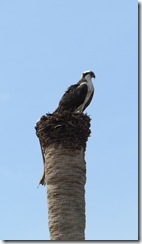 Osprey