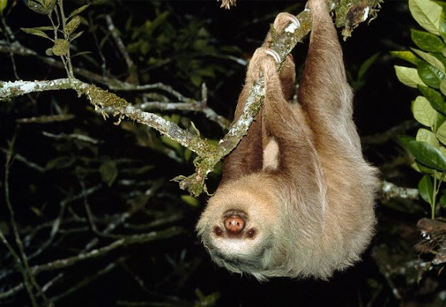 Sloth - Rare and Different South American Mammal Seen On www.coolpicturegallery.us