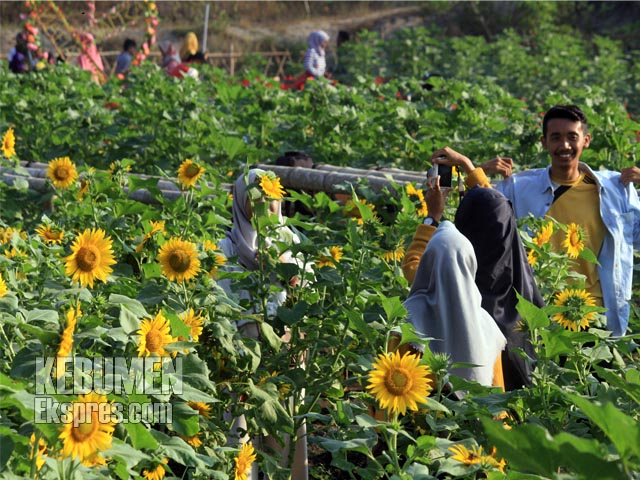 Kebun Bunga  Ambal  Magnet Wisata Baru Bernama Taman  Asmara 