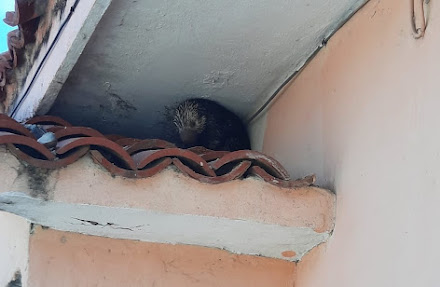 Rescatan a puerco espín atrapado en una casa de Chetumal