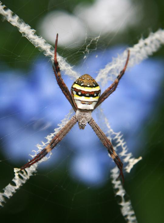 Pola jaring laba-laba yang unik | Berita Biologi