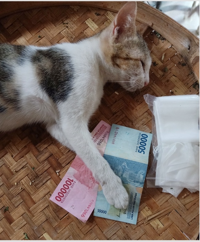 Kucing tidur di atas uang