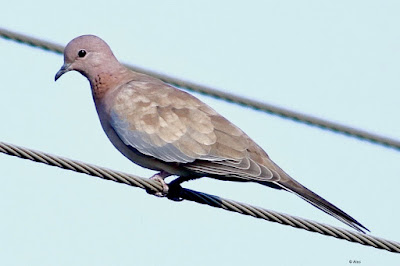 Laughing Dove