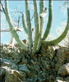 cardon cactus, links to bbc news article