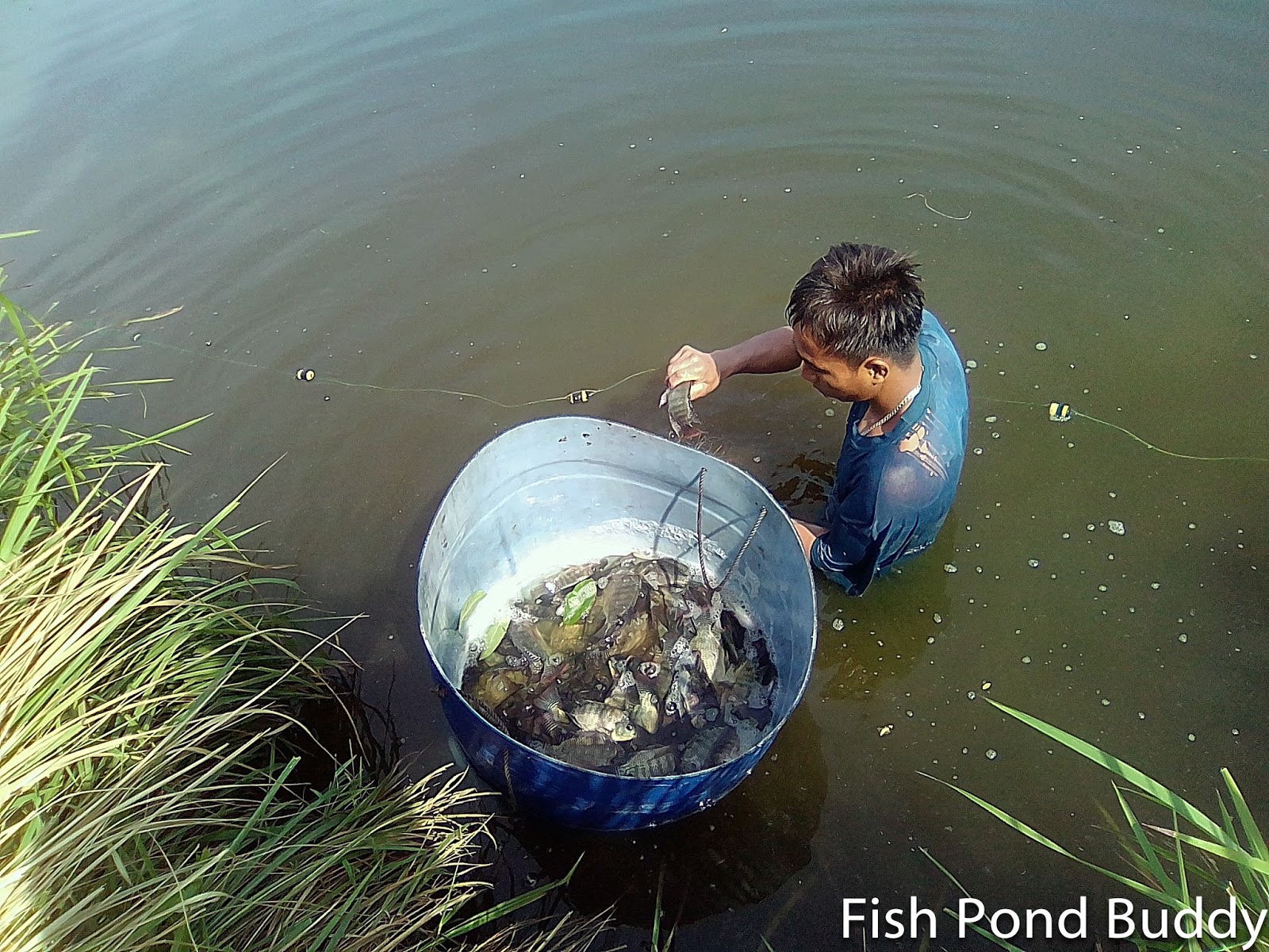 Fish Pond Buddy: How to Catch Tilapia Using Gil Net (Tabal)