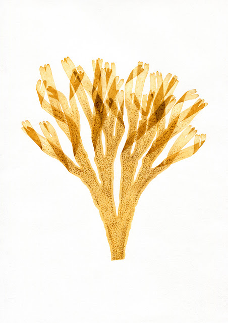 Seaweed 3 by Oona Culley, watercolour botanical art painting