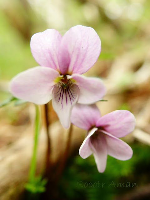 Viola eizanensis