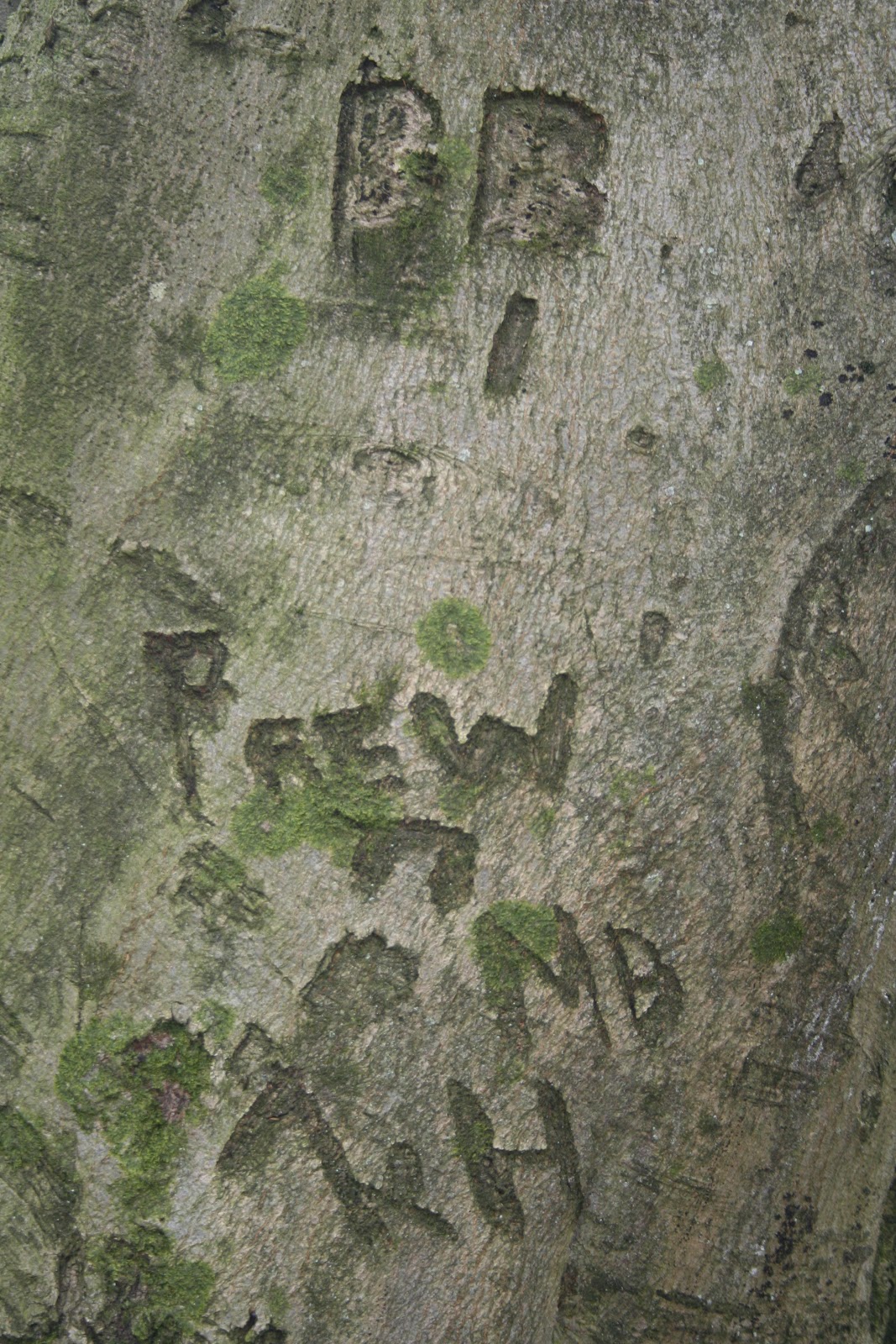 Valley Naturalist Culturally Modified Trees Cmts