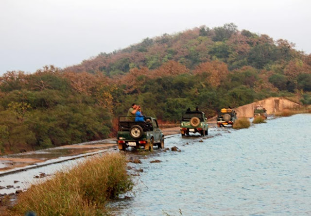 Gir Forest safari