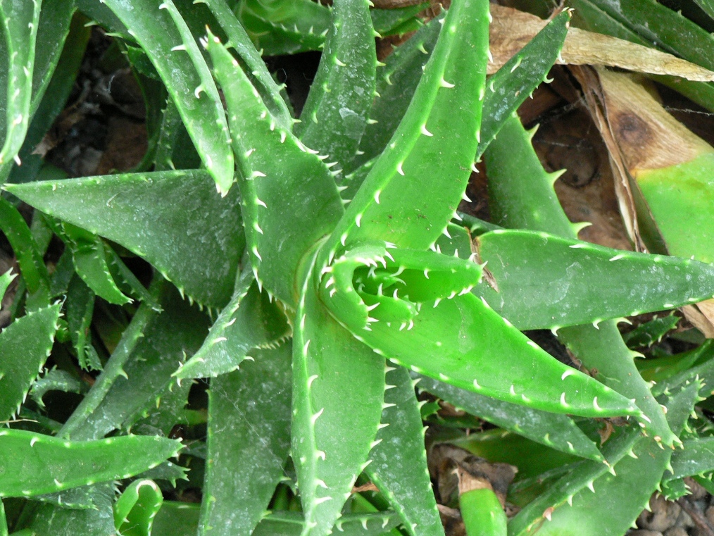  hiv aids below you can view aloe vera picture benefit of aloe vera