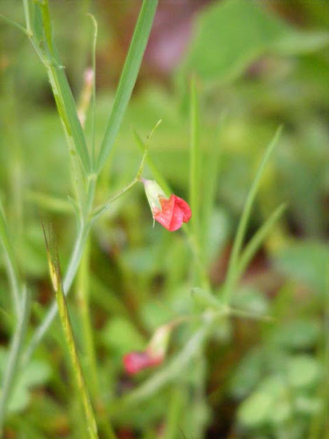 Grass Pea Lathyrus sphaericus. Indre. France. Photographed by Susan Walter. Tour the Loire Valley with a classic car and a private guide.