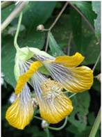 Study of flowering plant endemism of Northern Western Ghats highlights the importance of plateaus in conservation plans