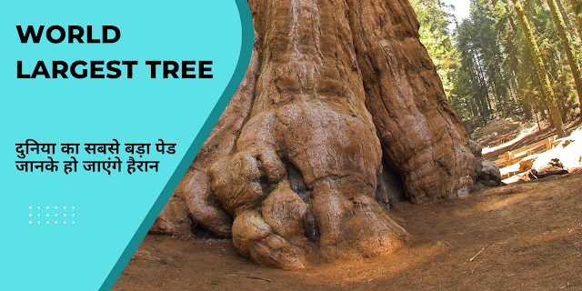 Which is very largest tree in the world? दुनिया का सबसे बड़ा पेड़ 