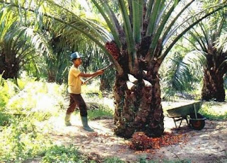 Image result for kelapa sawit buah landak