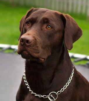 Labrador Retriever Dog Temperament