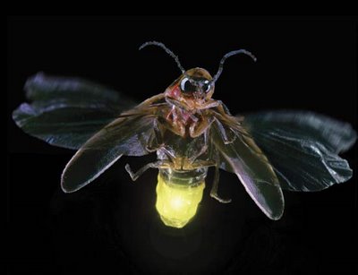 Firefly is an insect that can give off light previously when I was a kid 