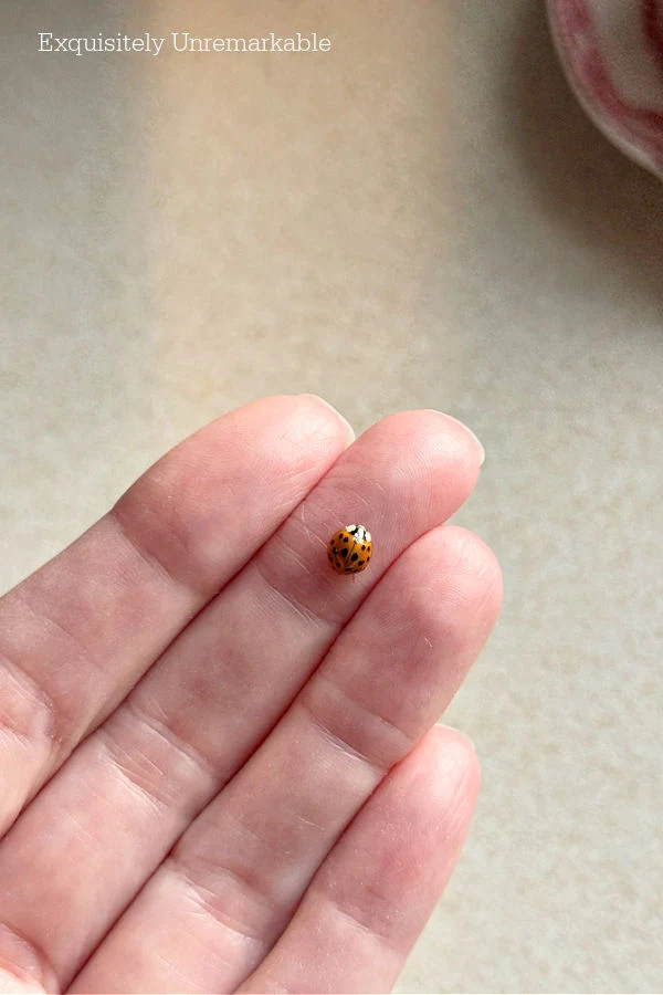 Ladybug Visits Ladybug In Hand