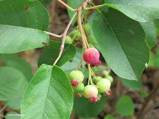 saskatoons