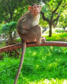 Monkey in Anna University 