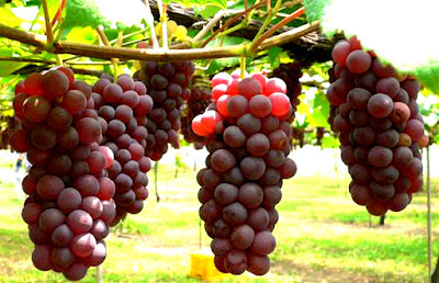 Buah-buahan di dalam Surga yang ada di Bumi