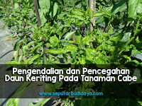 Pengendalian dan Pencegahan Daun Keriting Pada Tanaman Cabe